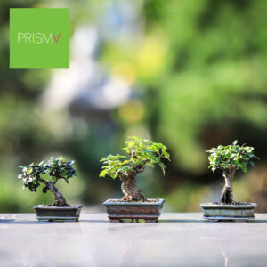 Bon-sai is a Japanese word. The image shows 3 bonsai trees.