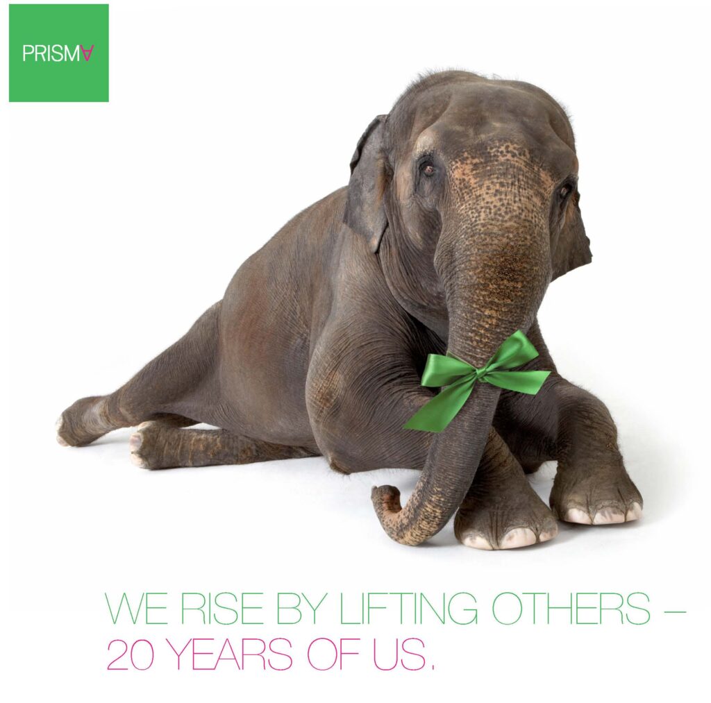 20 Years of Prisma - Elephant Photo